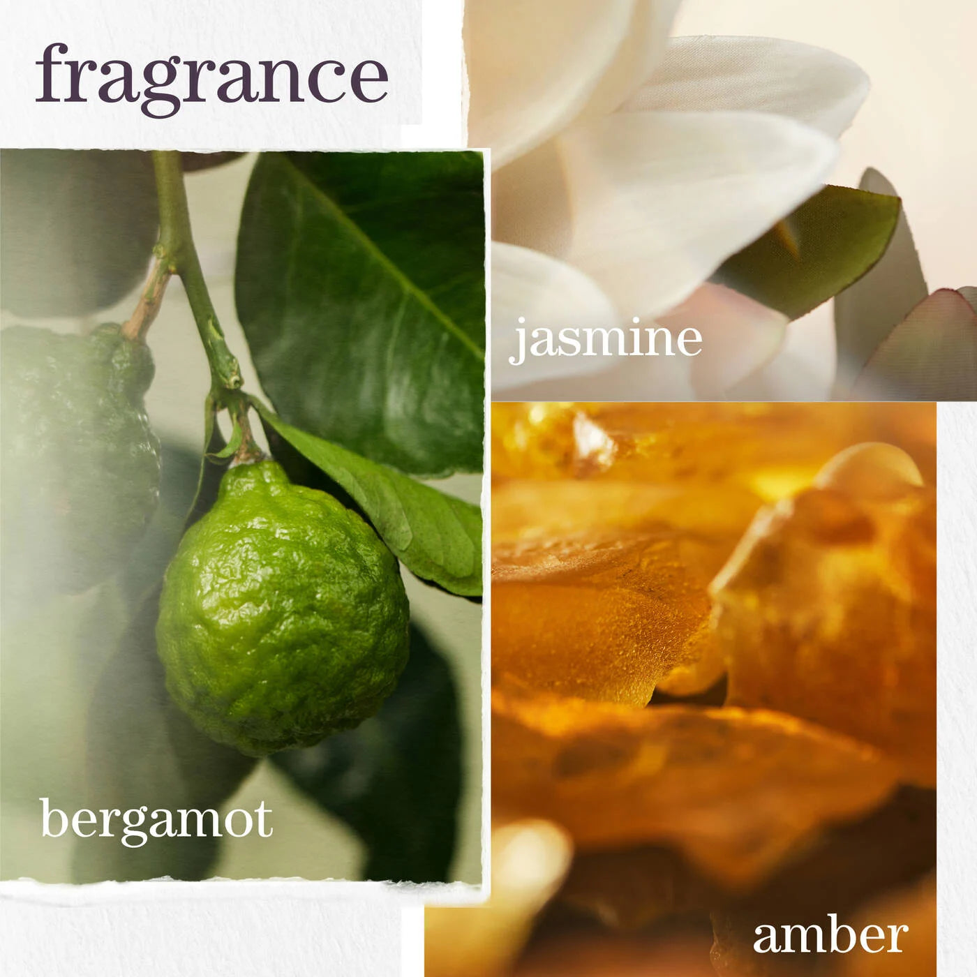 Collage of bergamot, jasmine, and ambre scents with corresponding images.